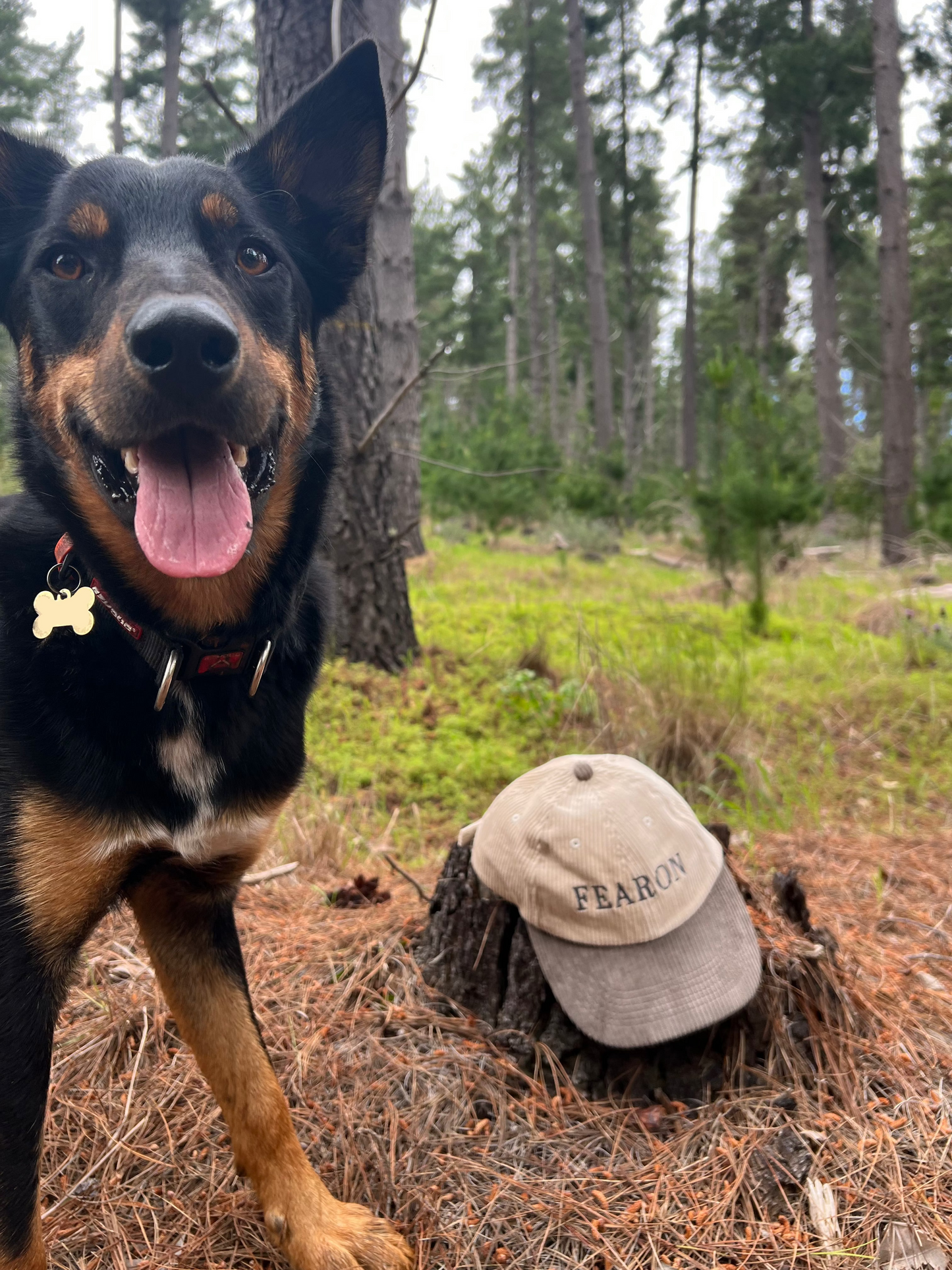 Dog in a forest with a cap labeled 'FEARON' on a tree stump