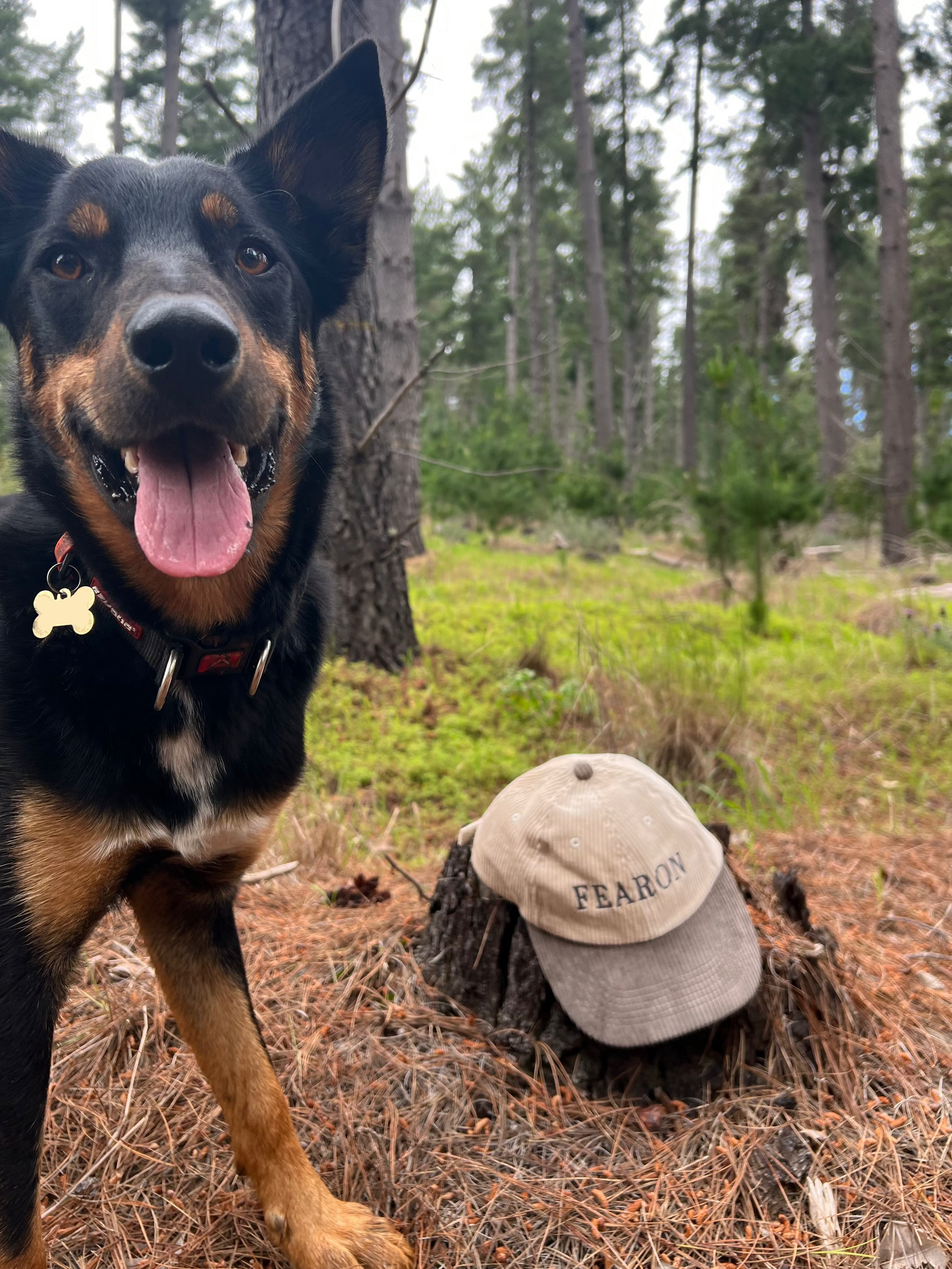 Dog in a forest with a cap labeled 'FEARON' on a tree stump
